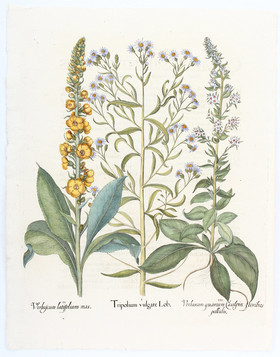 Besler, Tripolium vulgare Lob