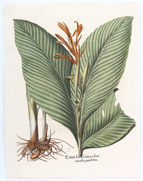 Besler, Canna Indica