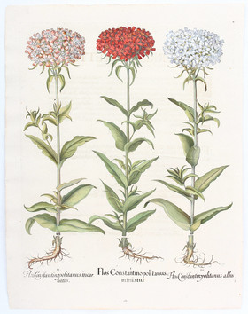 Besler, Flos Constantinopolitanus