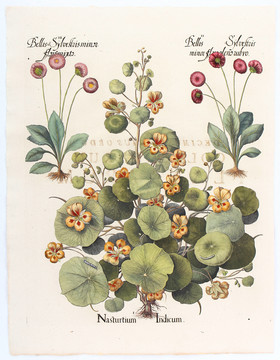 Besler, Nasturtium Indicum
