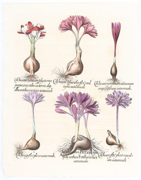 Besler, Colchicum Bizantinum