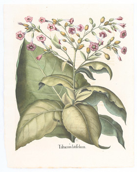 Besler, Tabacum latifolium