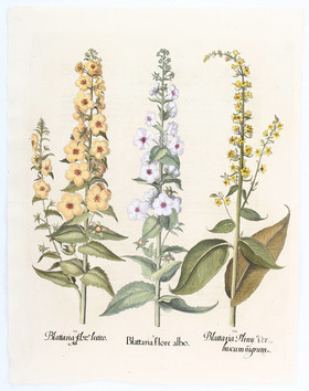 Besler, Blattaria flore albo