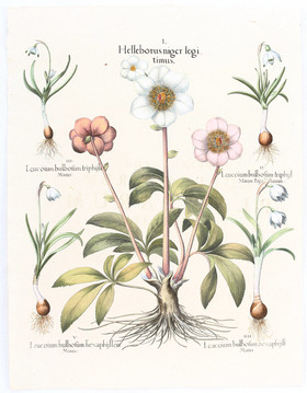 Besler, Helleborus niger legitimus
