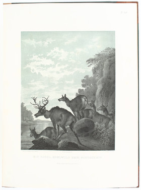 Menzler, (Jagd-Album)