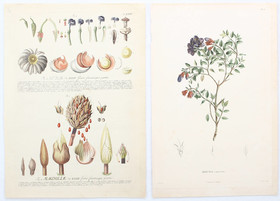 Konvolut. Ca. 60 Bll. Blumen, Schmetterlinge u.a.