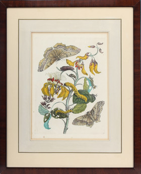 Merian, M. S. Taf. 11: (Palissade). Ger.