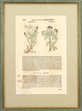 Dioscorides, Kräuterbuch. 3 Bll. Ger.