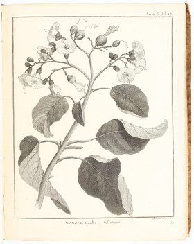 Bruce, Cartes et figures