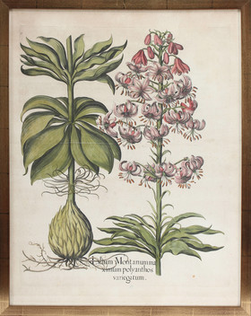 Besler, Lilium Mont. max. poly. varieg.