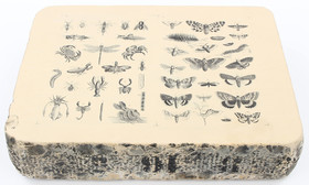 Lithographiestein Schmetterlinge