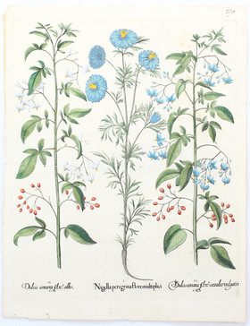 Besler, Nigella peregrina