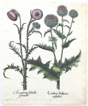 Besler, Carduus Sphoero cephalus