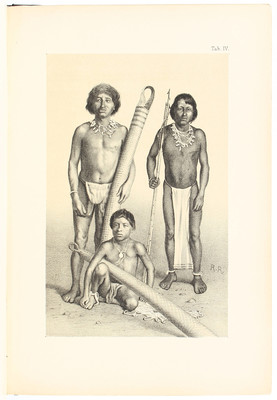 Martin, Westindische Skizzen