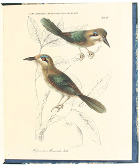 Lichtenstein, Ornithologische Fauna von Californien