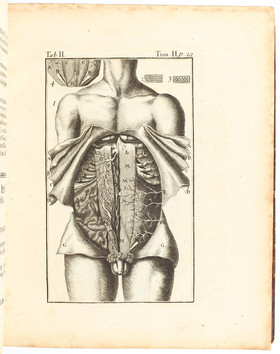 Palfijn, Chirurgische Anatomie. Bd. 2/I