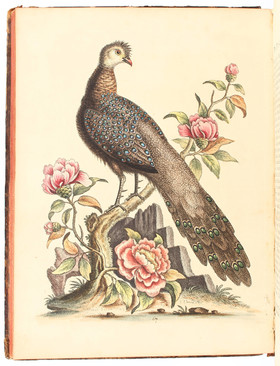 Edwards, Uncommon Birds. 7 Bde.