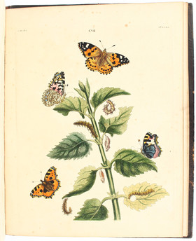 Wilkes, English moths and butterflies
