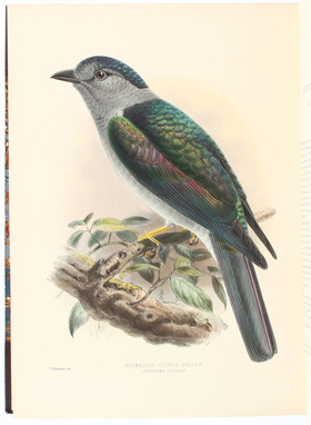 Dresser, A monograph of the Coraciidae