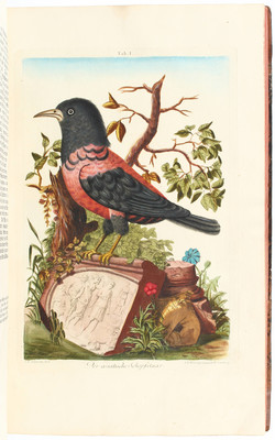 Dietzsch, Sammlung Deutscher Vögel