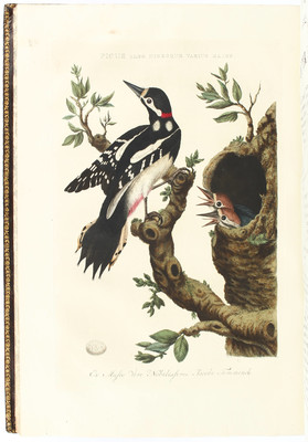 Nozeman, Nederlandsche vogelen. 4 Bde.