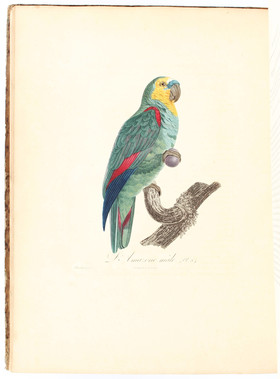 Le Vaillant, Histoire des perroquets. 2 Bde.