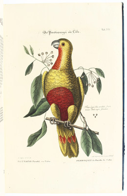 Seligmann. Seltene Vögel. 9 Bde.