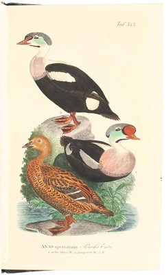 Naumann, Vögel Deutschlands. 12 in 15 Bdn.