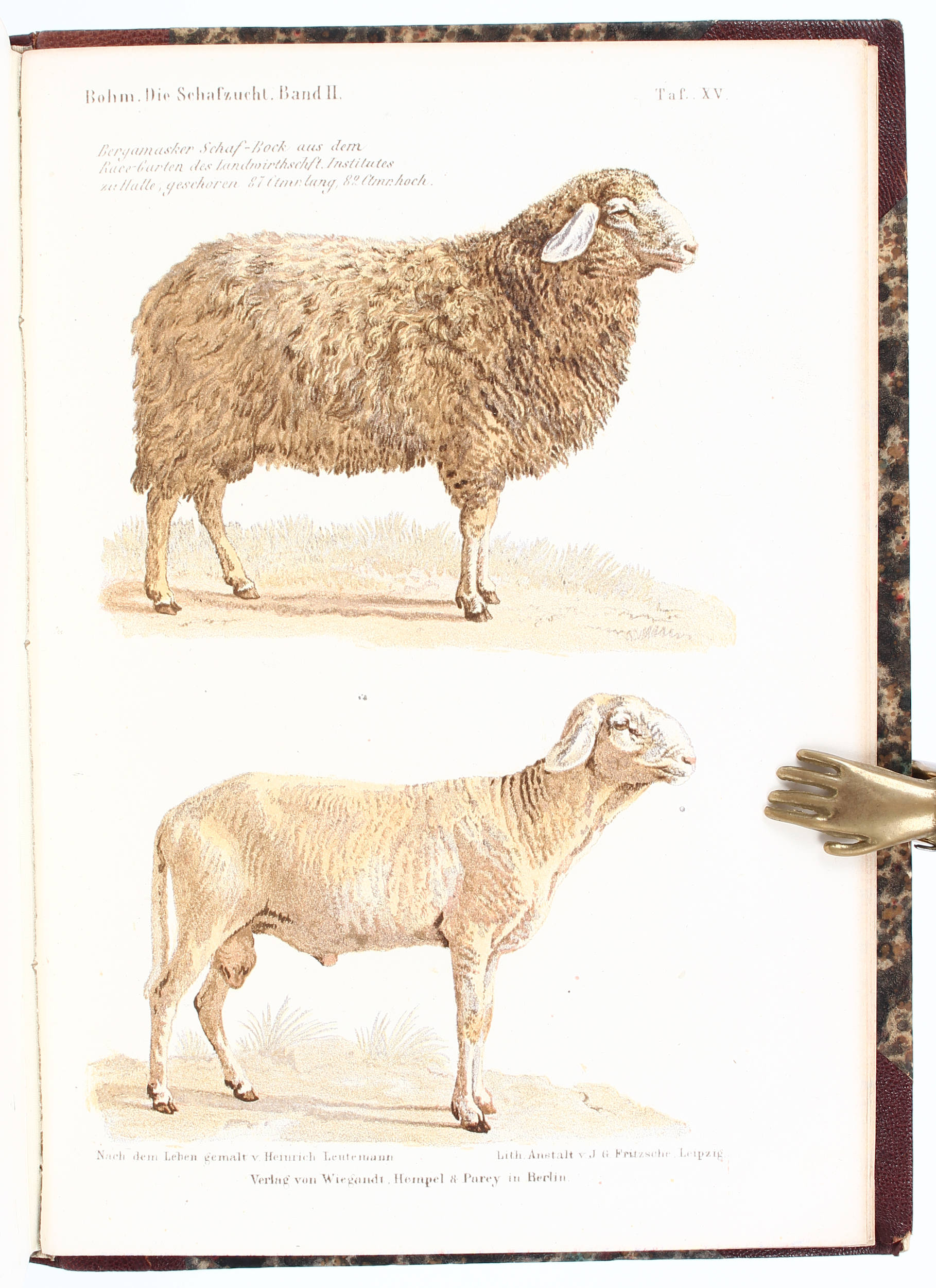 Bohm, Die Schafzucht. 4 Bde.