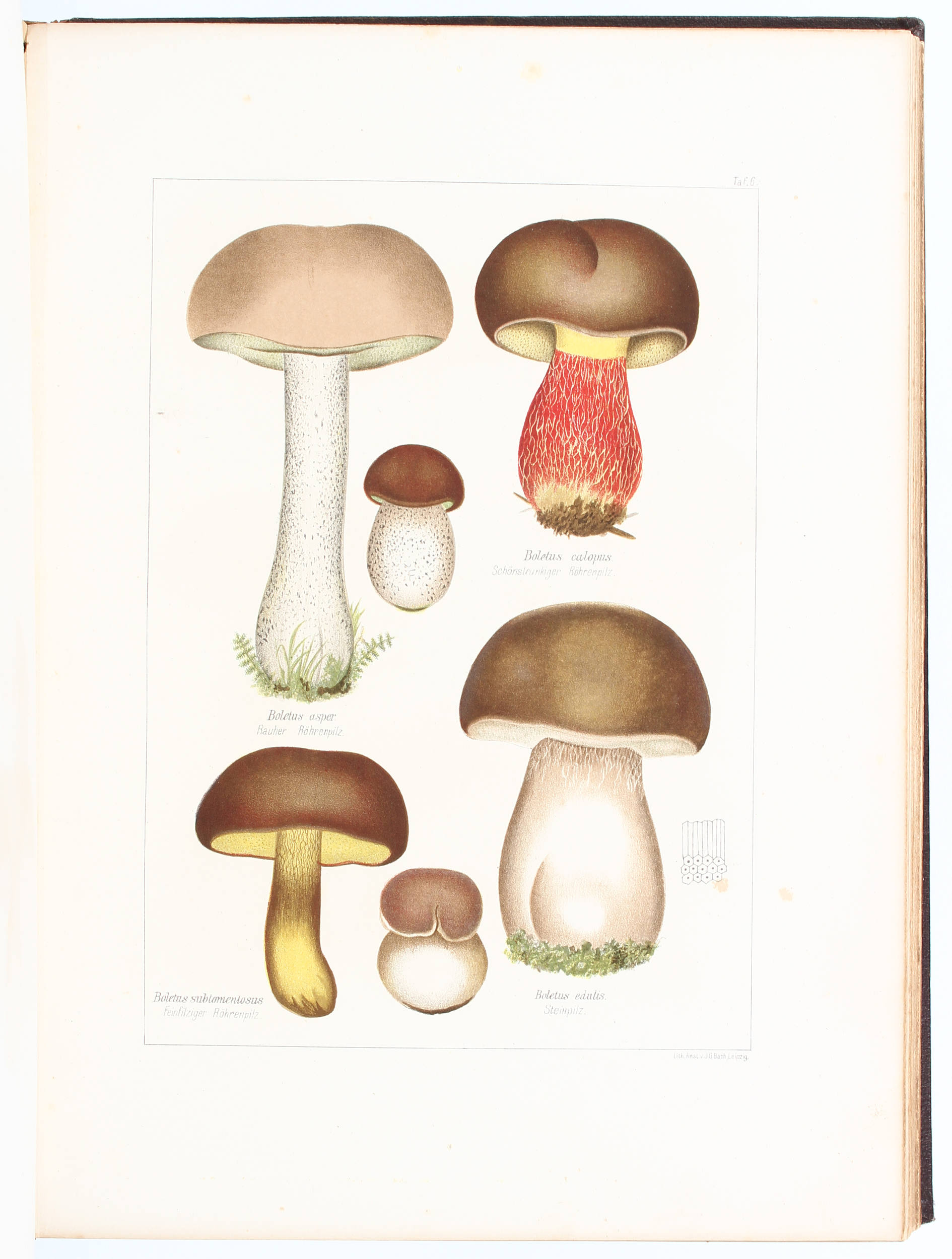 Pabst/Müller, Cryptogamen-Flora