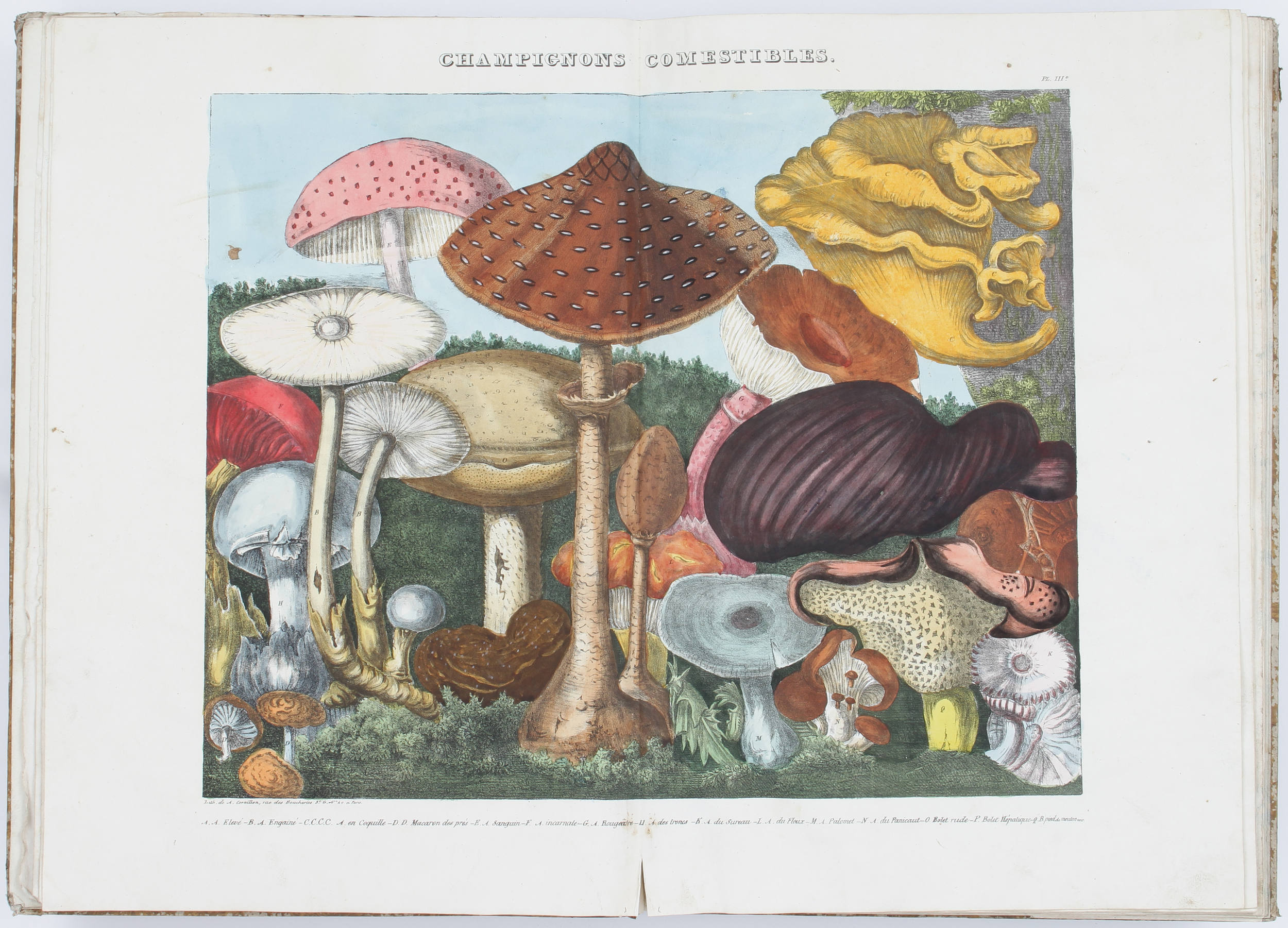 Descourtilz, Atlas des Champignons