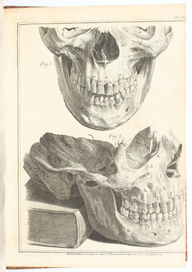 Hunter, Historia naturalis dentium