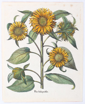Besler, Flos Solis prolifer