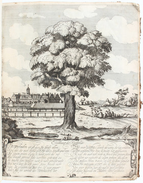 Tacke, Unverweslicher Ceder-Baum