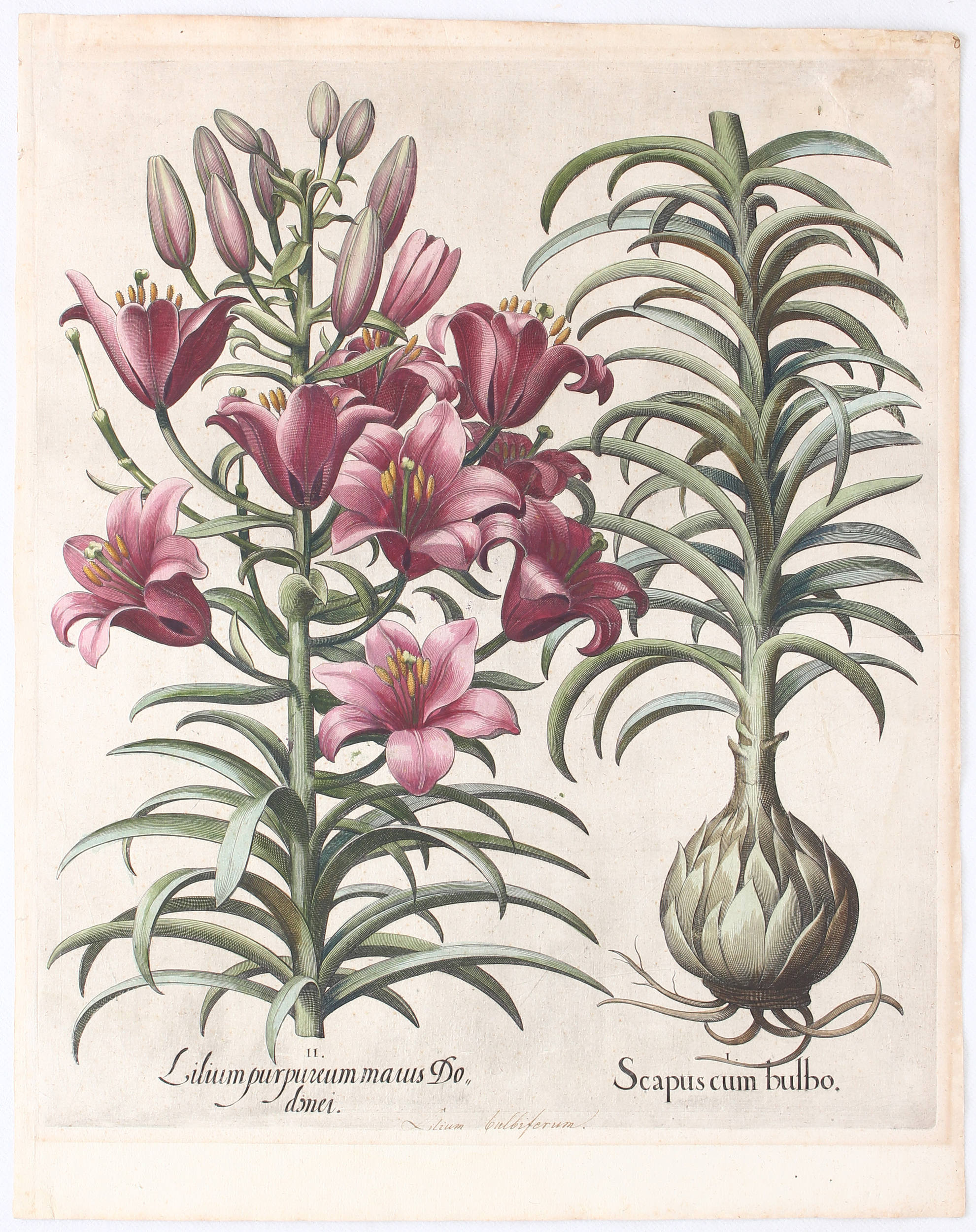 Besler, Scapus - Lilium
