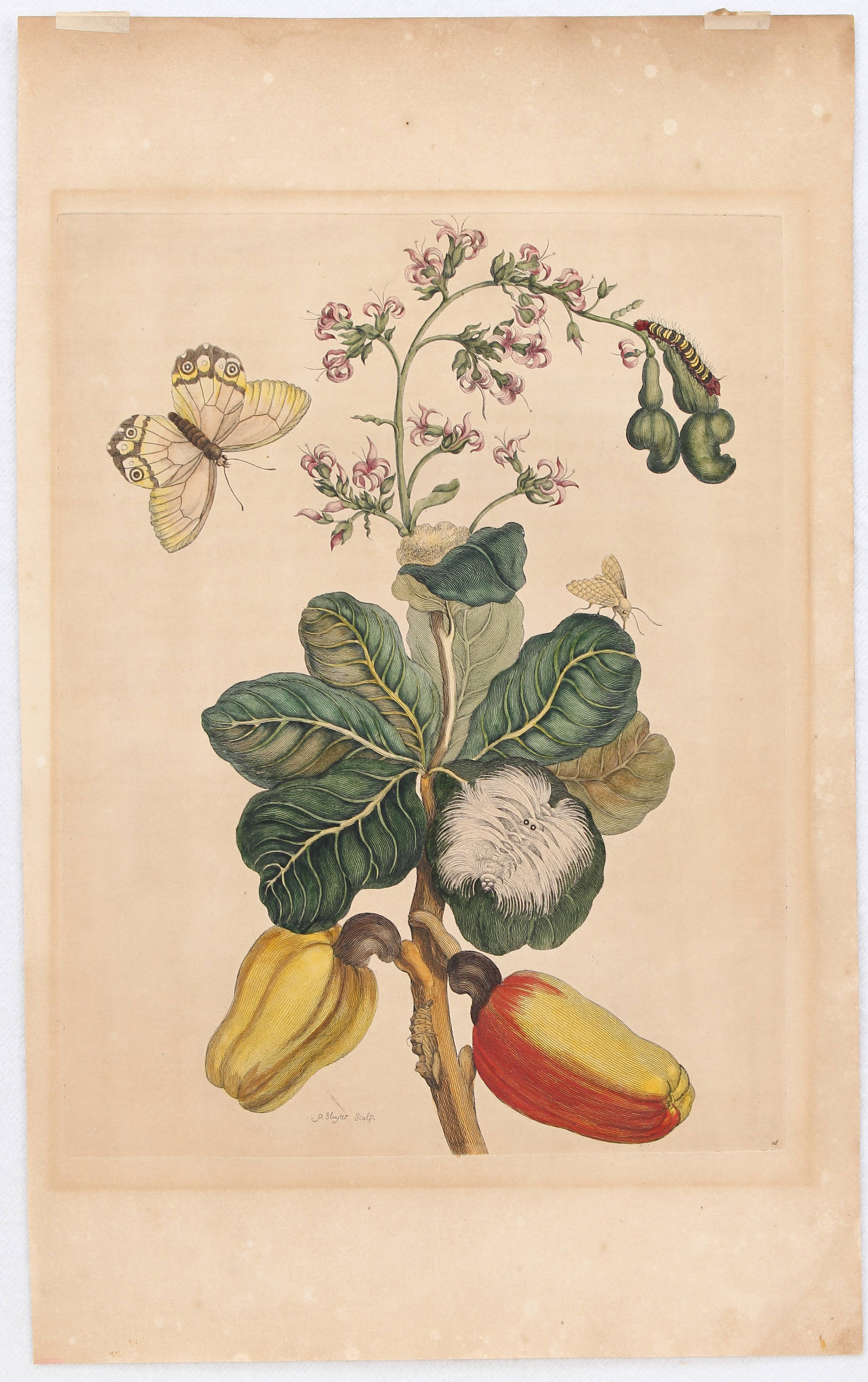 Merian, M.S.: Taf. 16 (Cachou)