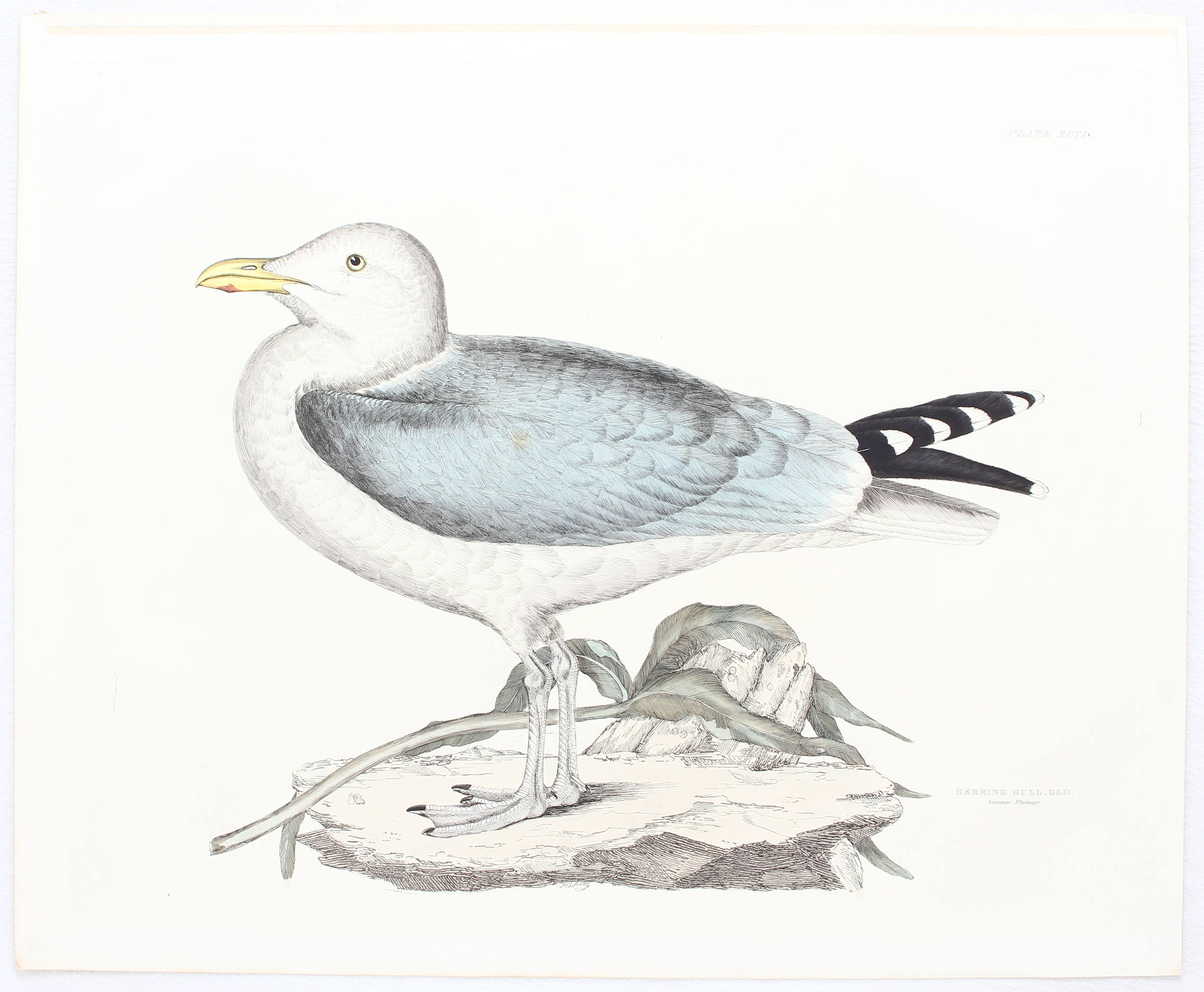 Vögel. 4 Bll. Möwen. Selby