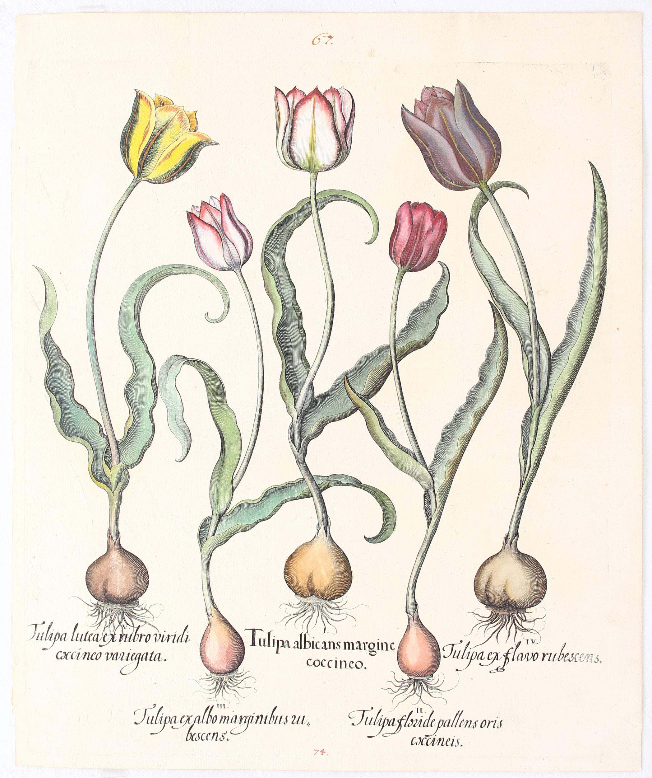 Besler, Tulipa albicans margine coccineo