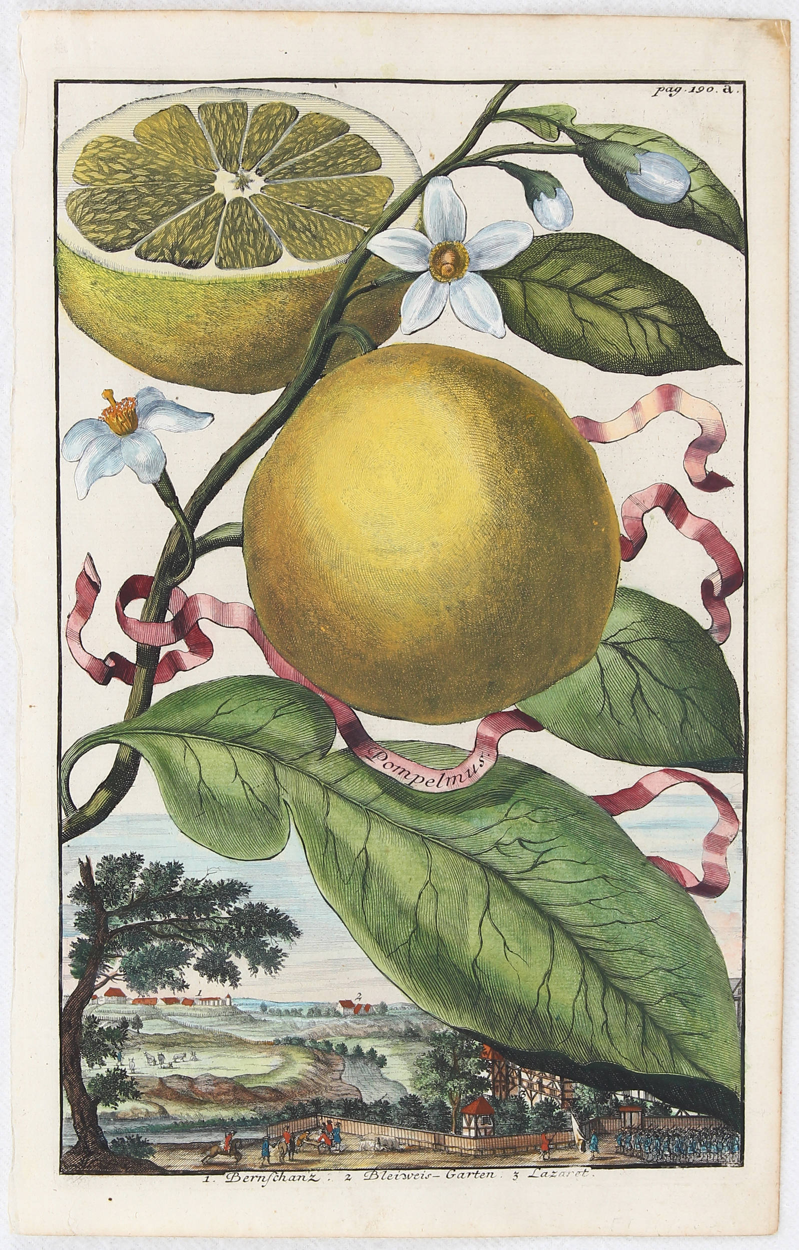 Früchte. 12 Bll. (Volckamer)