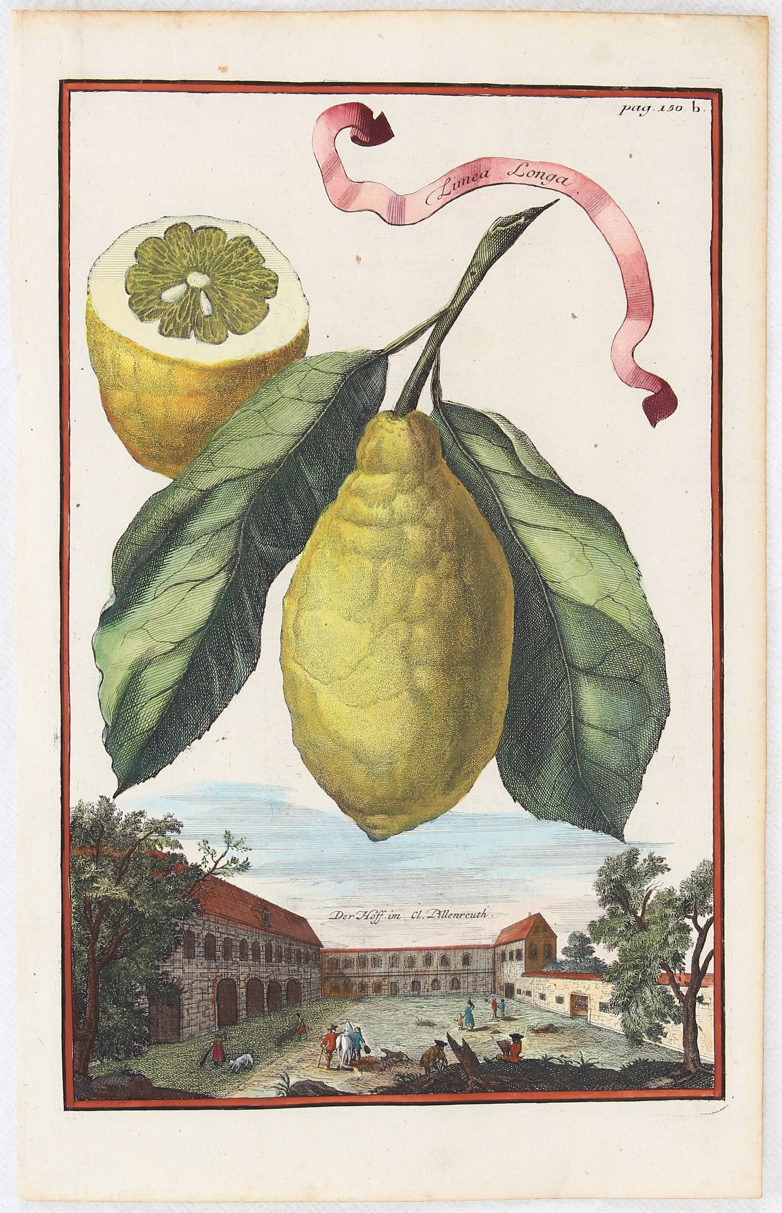 Früchte. 12 Bll. (Volckamer)