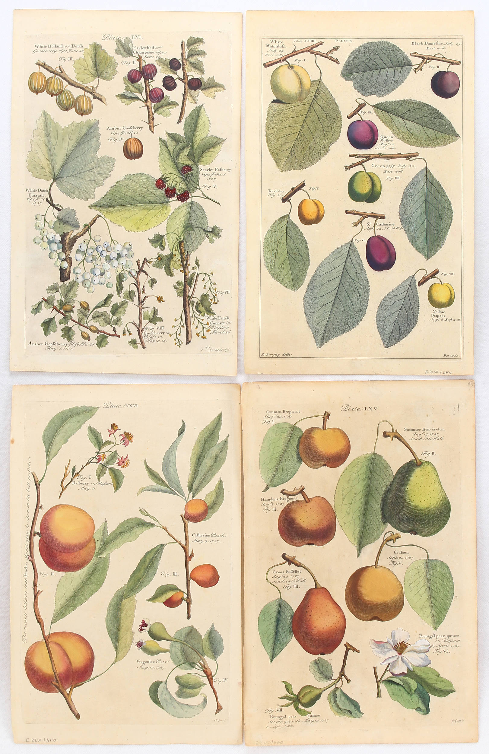 Früchte. 12 Bll. (Langley)