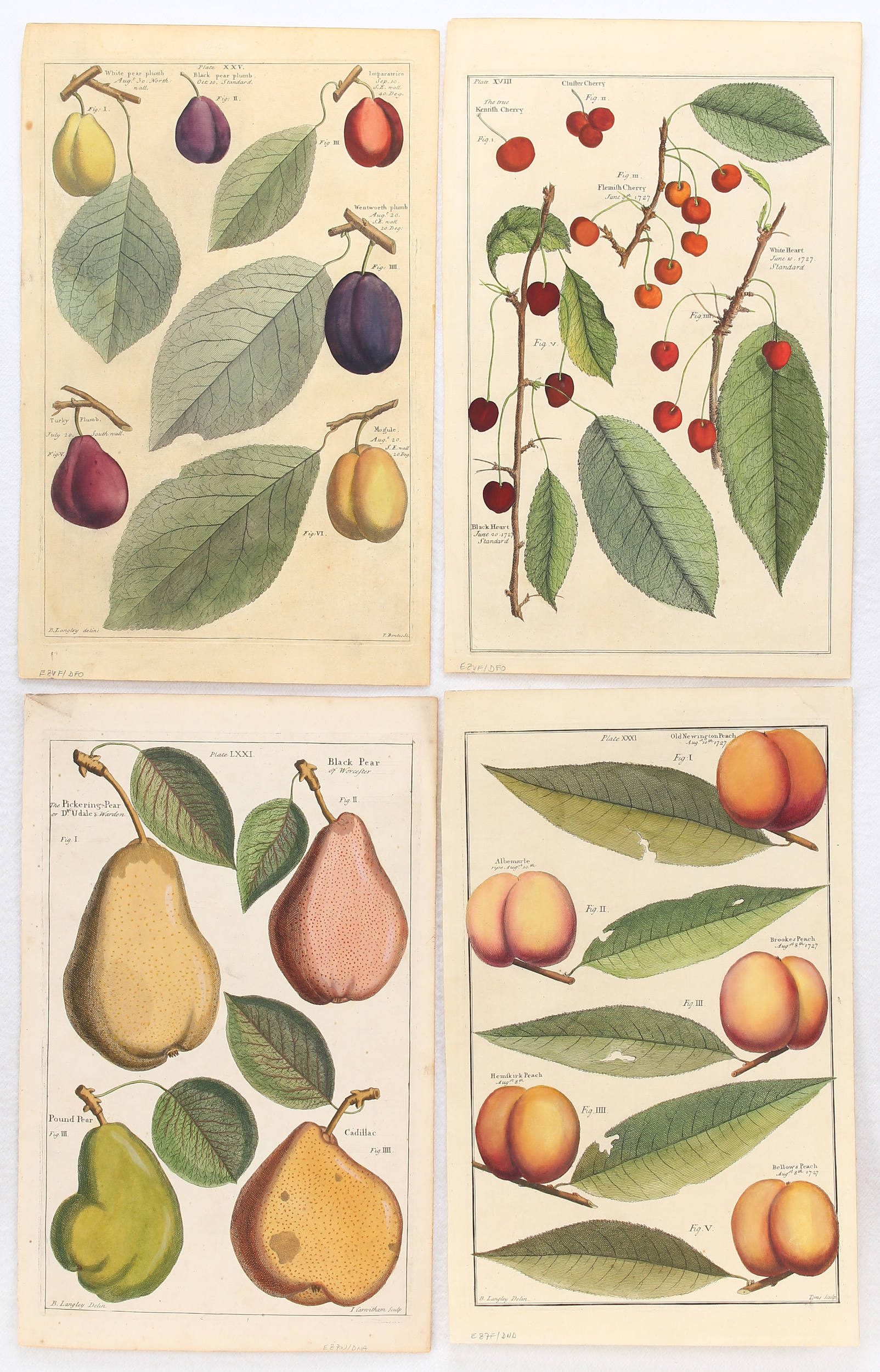 Früchte. 12 Bll. (Langley)