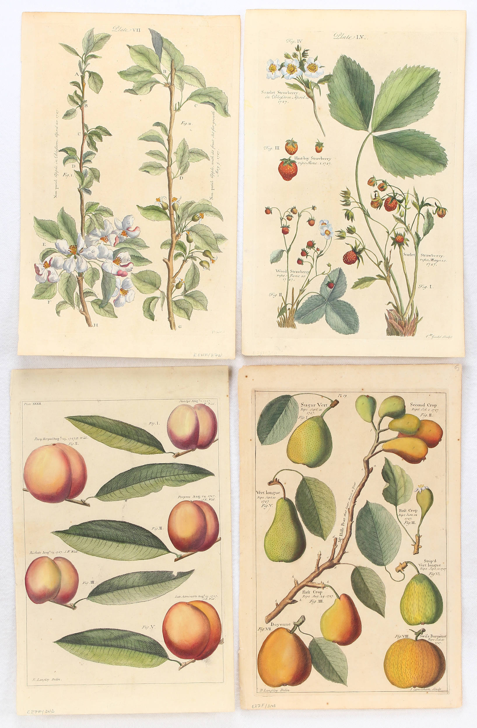 Früchte. 12 Bll. (Langley)