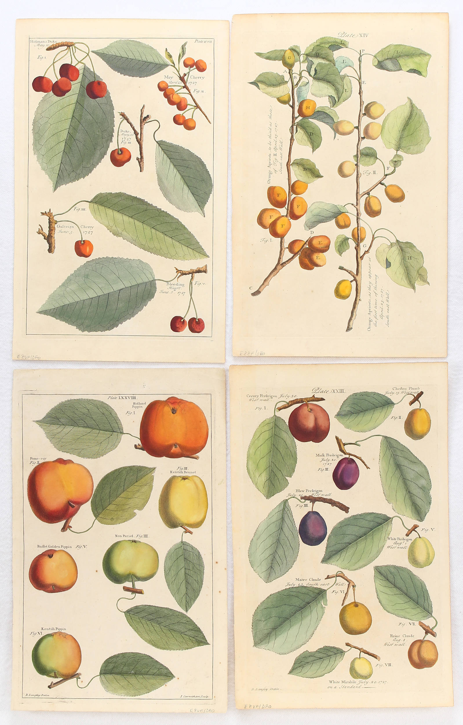 Früchte. 12 Bll. (Langley)