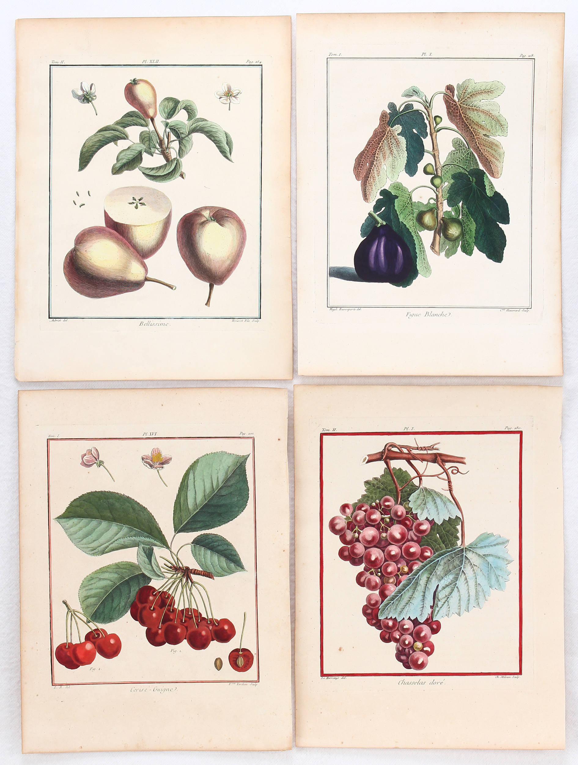 Früchte. 8 Bll. (aus Duhamel)