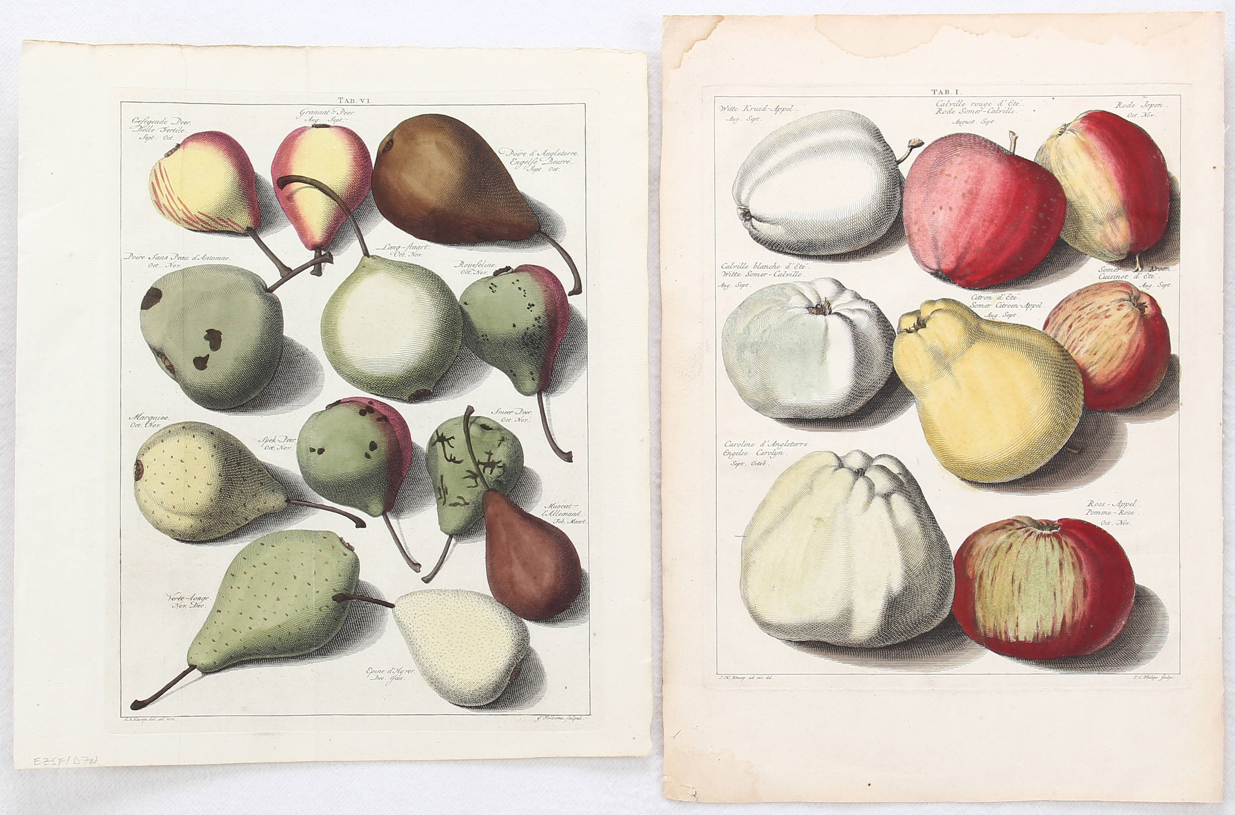 Früchte. 8 Bll. (Knoop)