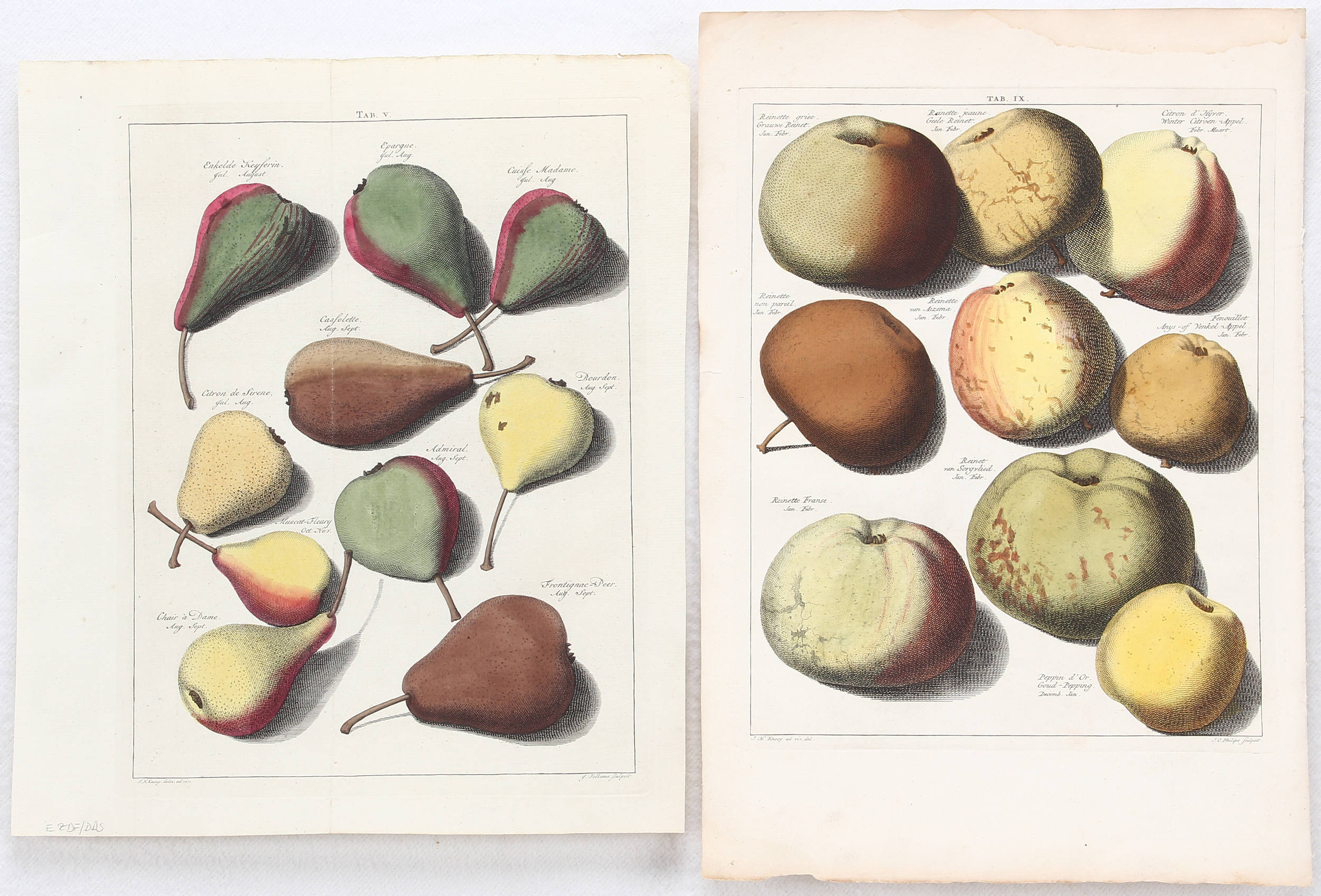 Früchte. 8 Bll. (Knoop)