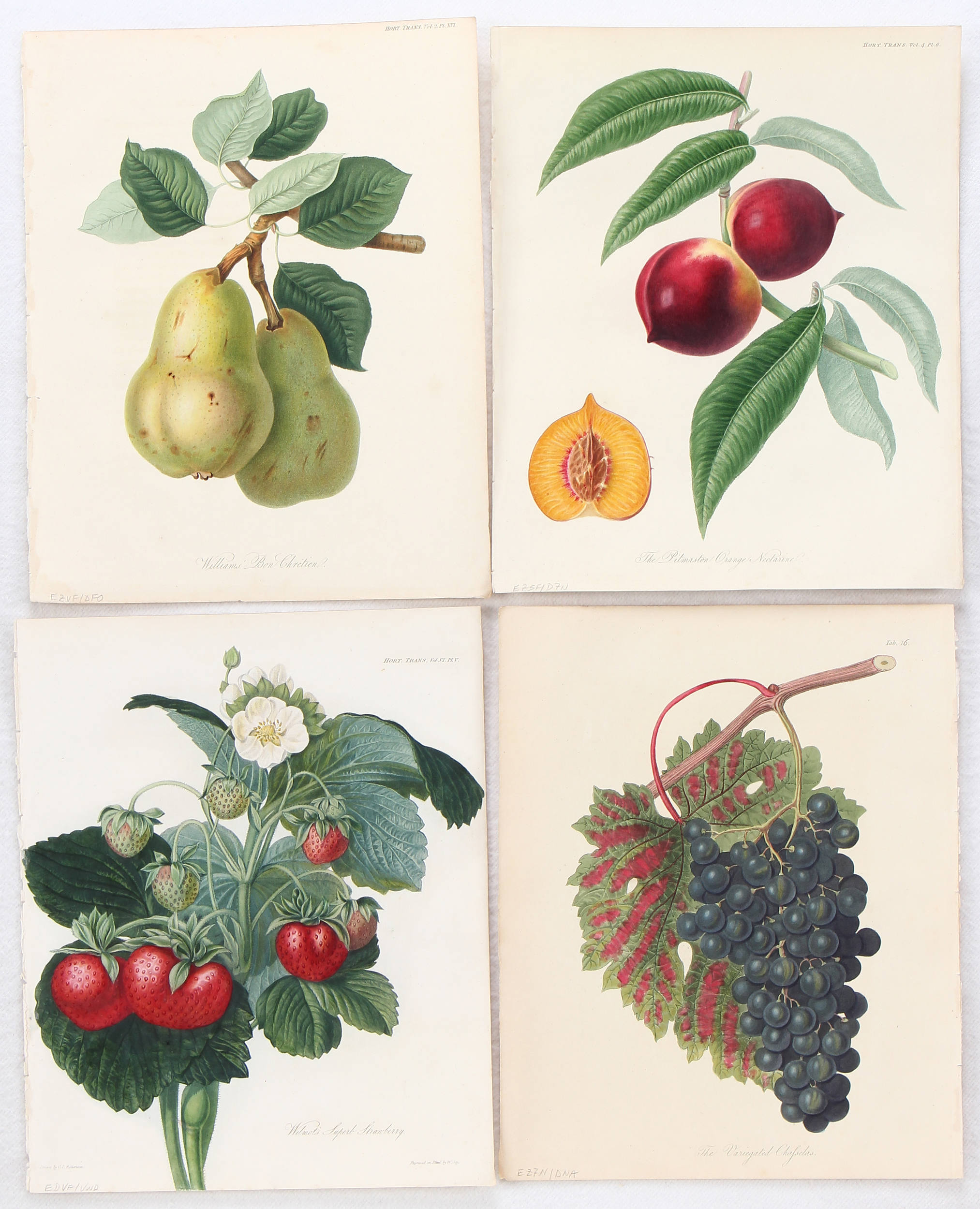 Früchte. 18 Bll. (Horticultural Society)