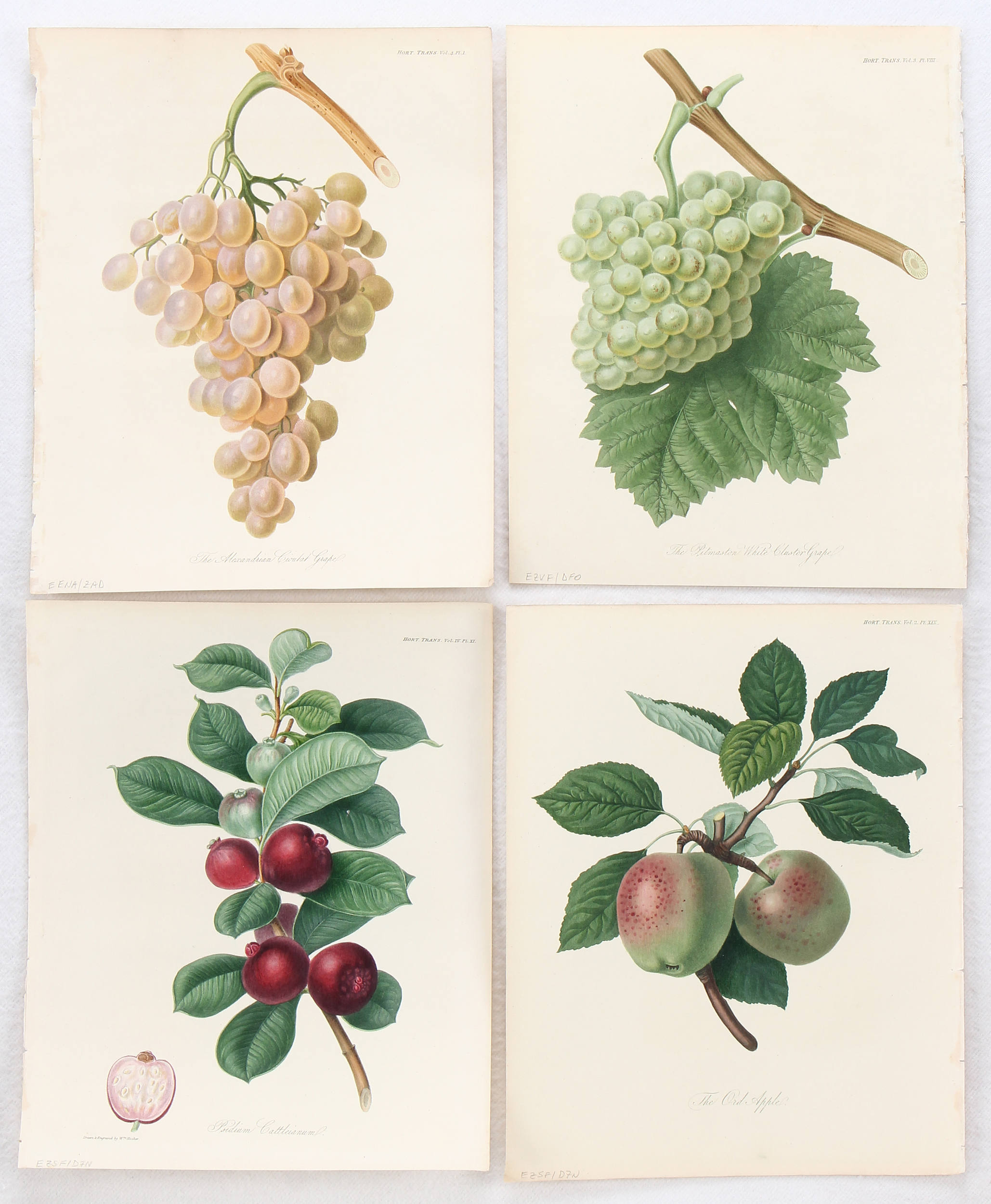 Früchte. 18 Bll. (Horticultural Society)