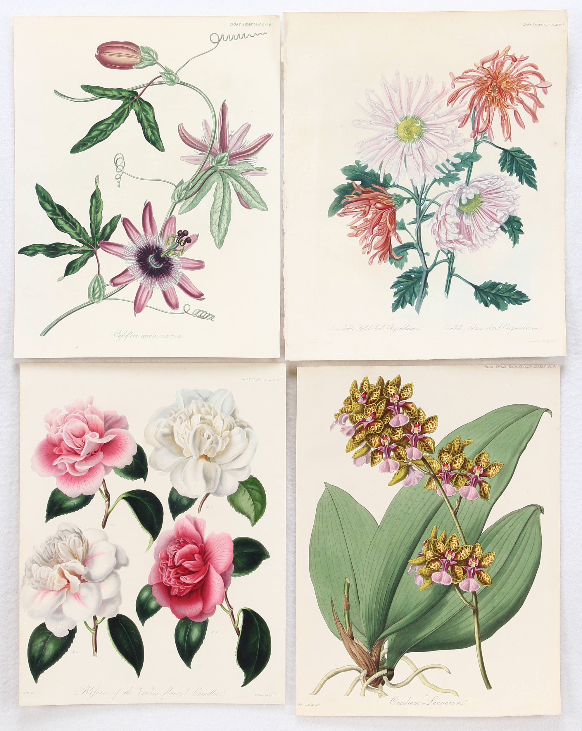 Blumen. 15 Bll. (Horticultural Society)
